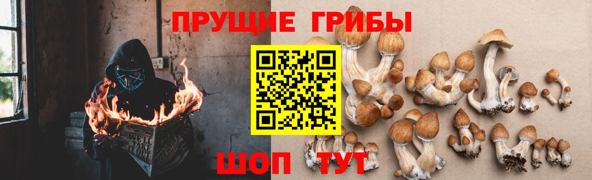 Псилоцибиновые грибы Psilocybine cubensis  Вход с VPN  Псилоцибиновые грибы Cubensis  Ейск 